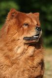 CHOW CHOW 780